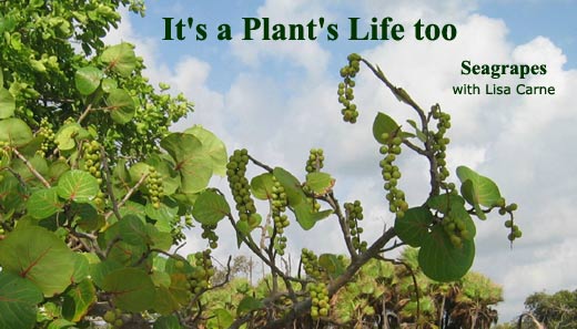 It's a Plant's Life too