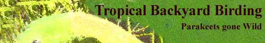 Tropical Backyard Birding- Parakeets gone Wild