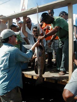 Weighing of the catch of the day to determine the winners of this year's fishing tournament at the pier at Point Placencia.