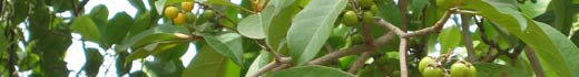 It's a Plant's Life too - The Craboo Tree with Lisa Carne